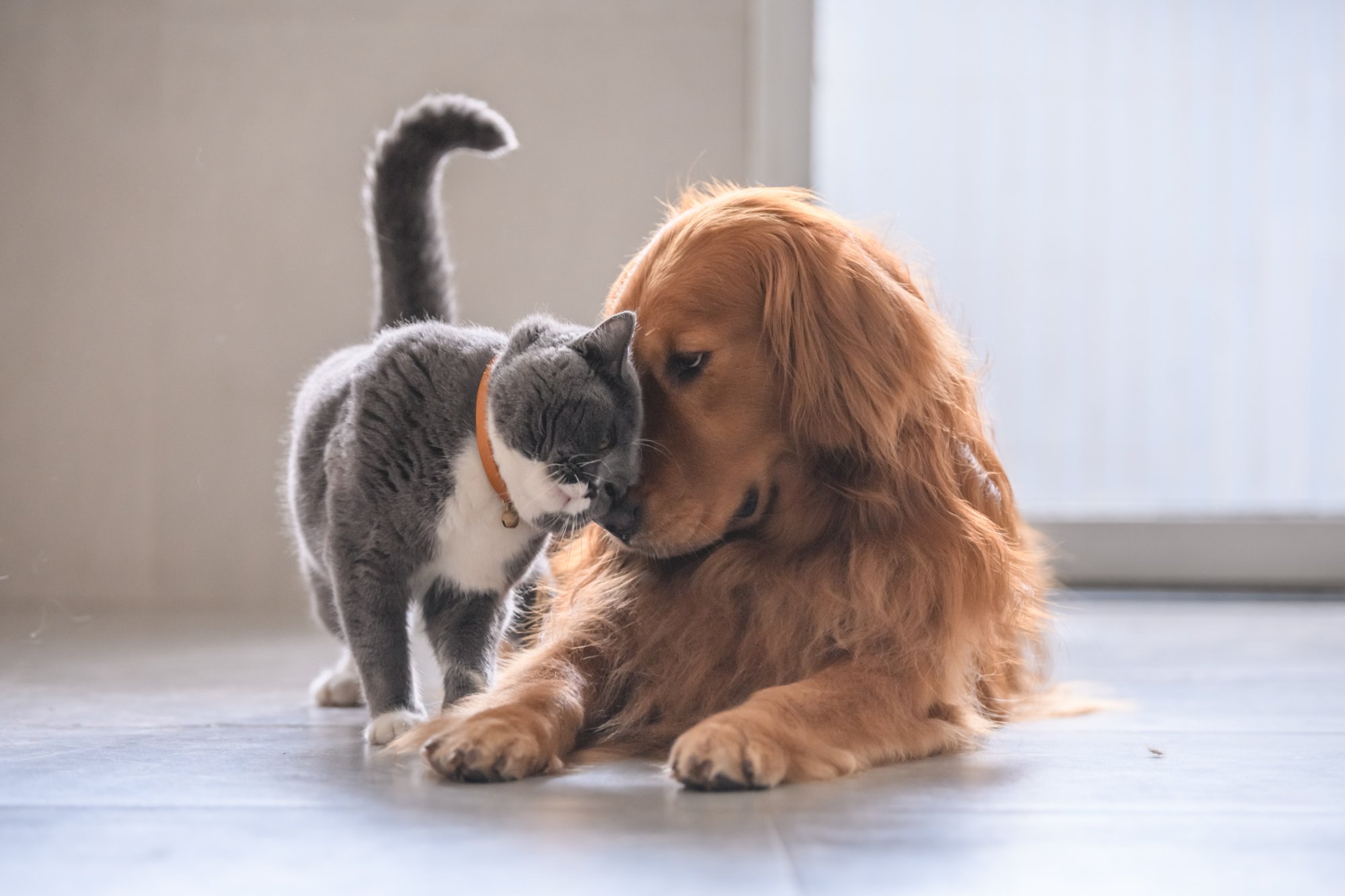 A tender moment with a pet