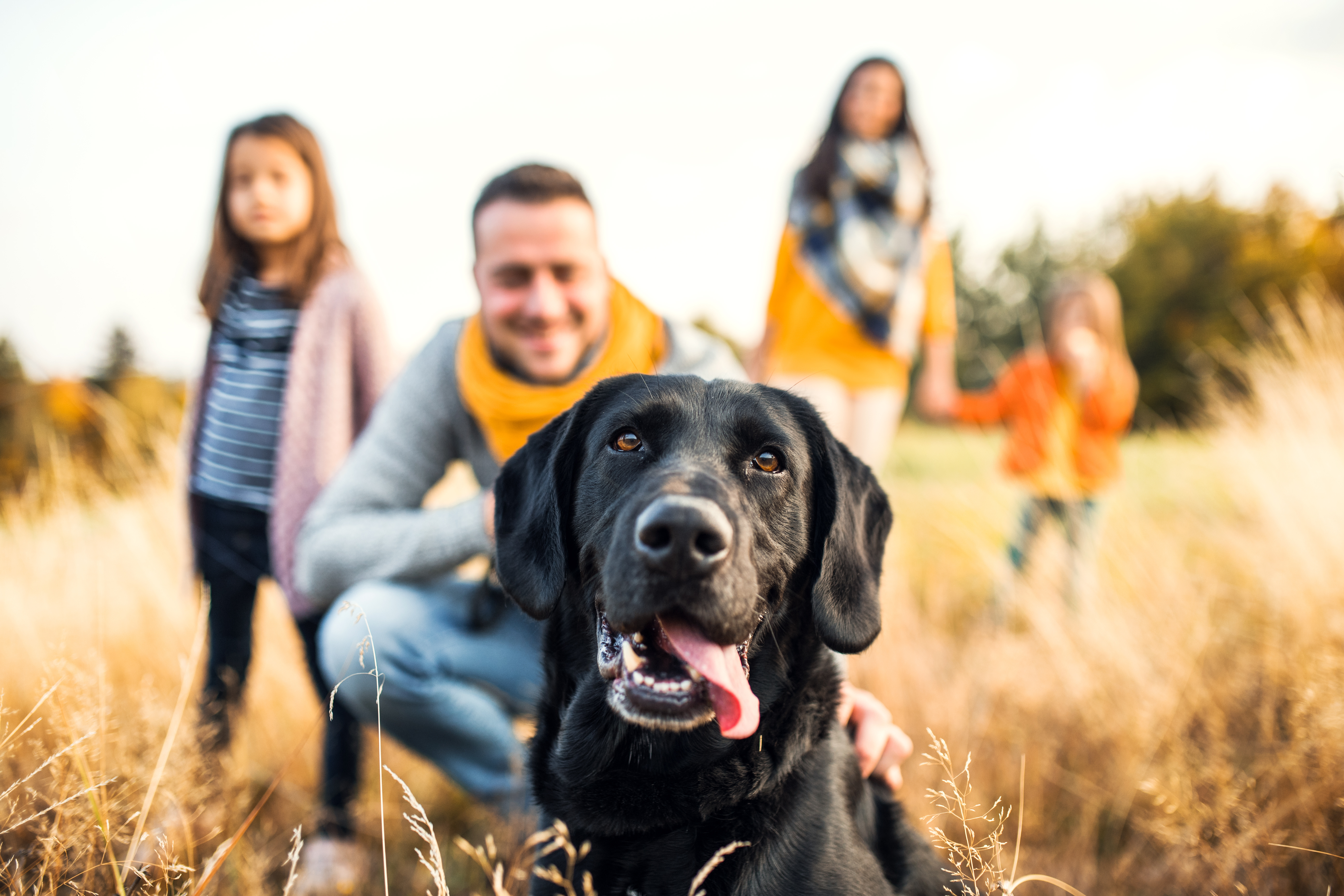 A young family with their children and dog on a meadow in autumn